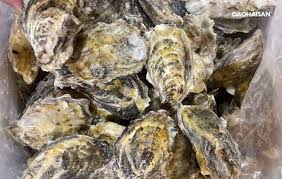 Hàu vỏ nguyên con